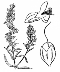 Nom original: Odontites luteus (n°2762)