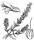 Nom original: Odontites serotinus (n°2766)