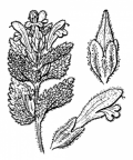 Nom original: Bartsia alpina (n°2772)