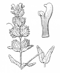 Nom original: Rhinanthus minor (n°2773)