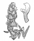 Nom original: Rhinanthus lanceolatus (n°2774)