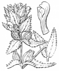 Nom original: Rhinanthus major (n°2777)