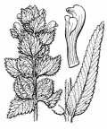 Nom original: Rhinanthus alectorolophus (n°2778)