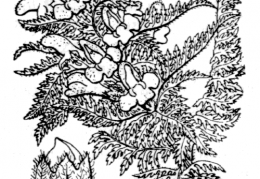 Nom original: Pedicularis foliosa (n°2781)