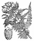 Nom original: Pedicularis foliosa (n°2781)