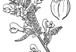 Nom original: Pedicularis palustris (n°2783)