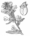 Nom original: Pedicularis palustris (n°2783)