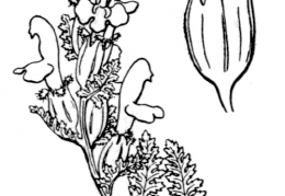 Nom original: Pedicularis sylvatica (n°2784)