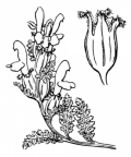 Nom original: Pedicularis sylvatica (n°2784)