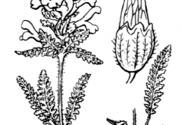 Nom original: Pedicularis verticillata (n°2785)