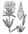 Nom original: Pedicularis verticillata (n°2785)