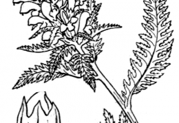 Nom original: Pedicularis recutita (n°2786)