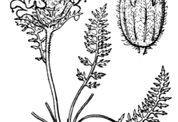 Nom original: Pedicularis rosea (n°2787)