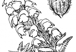 Nom original: Pedicularis incarnata (n°2788)