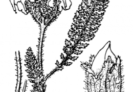 Nom original: Pedicularis cenisia (n°2790)