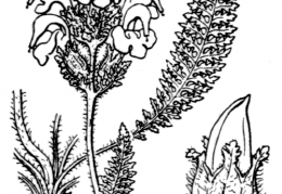 Nom original: Pedicularis mixta (n°2791)