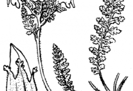 Nom original: Pedicularis pyrenaica (n°2792)