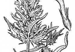 Nom original: Melampyrum barbatum (n°2795)