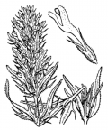 Nom original: Melampyrum arvense (n°2796)