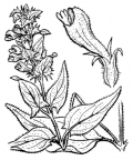 Nom original: Melampyrum nemorosum (n°2797)