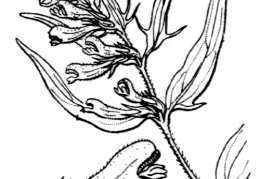 Nom original: Melampyrum pratense (n°2798)