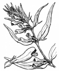 Nom original: Melampyrum pratense (n°2798)