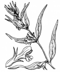 Nom original: Melampyrum sylvaticum (n°2799)