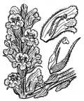 Nom original: Orobanche reticulata (n°2817)