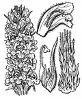 Nom original: Orobanche laserpitii-sileris (n°2821)