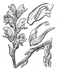Nom original: Orobanche teucrii (n°2827)