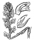 Nom original: Orobanche minor (n°2835)