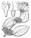 Nom original: Mentha arvensis (n°2843)
