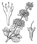 Nom original: Mentha pulegium (n°2844)