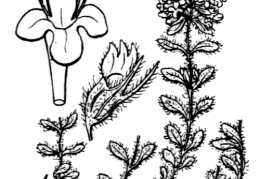 Nom original: Thymus lanuginosus (n°2857)