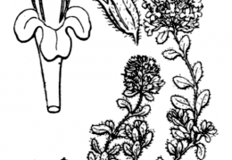 Nom original: Thymus humifusus (n°2859)