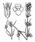 Nom original: Satureja hortensis (n°2865)