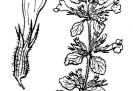 Nom original: Calamintha alpina (n°2872)