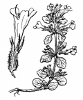 Nom original: Calamintha alpina (n°2872)