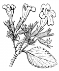 Nom original: Calamintha grandiflora (n°2874)