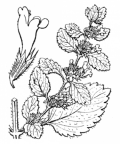 Nom original: Melissa officinalis (n°2880)