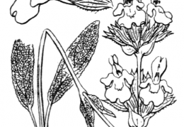 Nom original: Salvia officinalis (n°2883)
