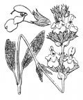 Nom original: Salvia officinalis (n°2883)