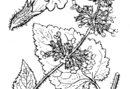 Nom original: Salvia verticillata (n°2886)