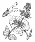 Nom original: Salvia verticillata (n°2886)