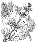 Nom original: Salvia pratensis (n°2890)