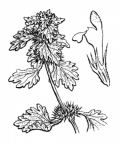 Nom original: Lamium hybridum (n°2905)