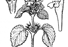 Nom original: Galeopsis pubescens (n°2917)