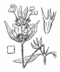 Nom original: Galeopsis ladanum (n°2921)