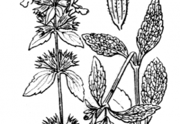 Nom original: Stachys annua (n°2926)