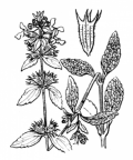 Nom original: Stachys annua (n°2926)